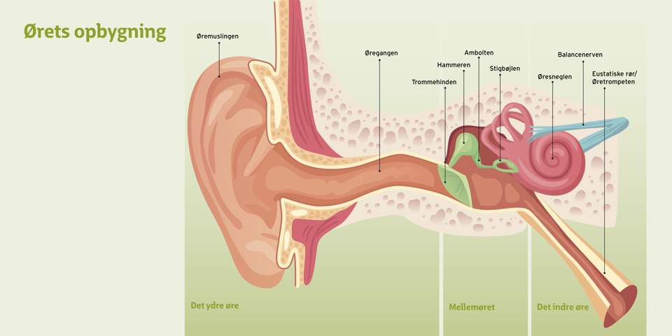 Grafik der viser ørets opbygning.