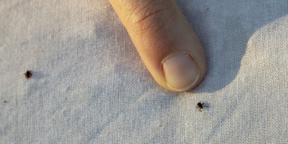 Billede af en flåt og en finger, så man kan se, hvor lille flåten er.