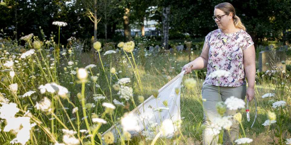 Kvinde går med hvidt klæde i et krat med vilde blomster for at indsamle flåter