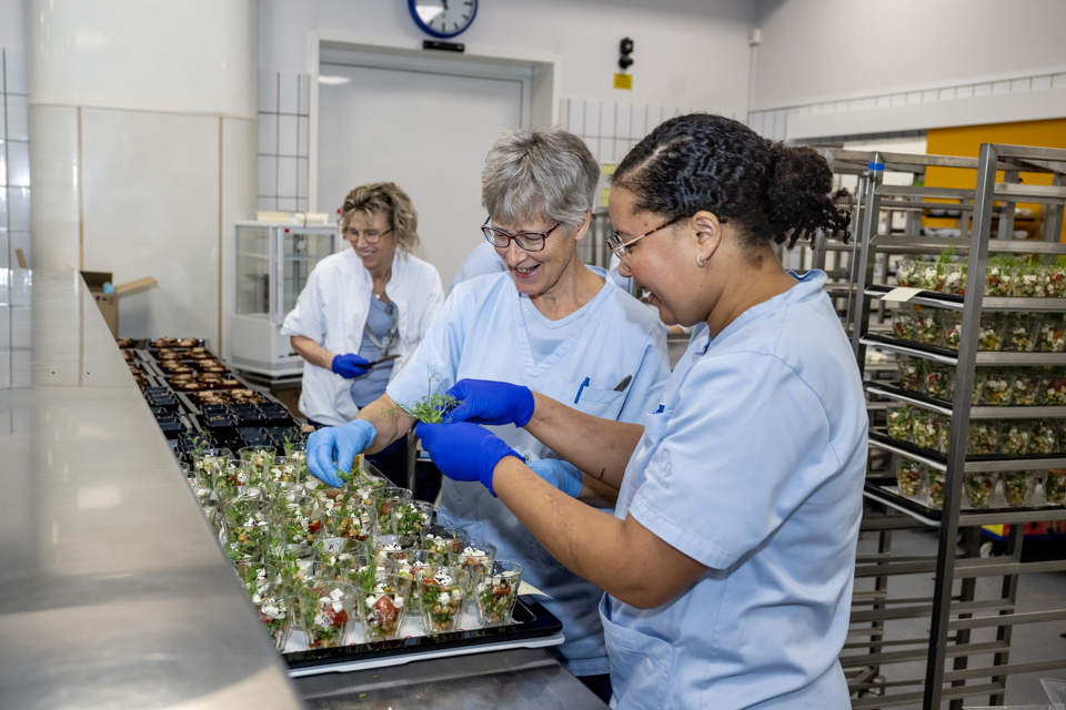 Medarbejdere i køkkenet på Sygehus Lillebælt tilbereder små, klimavenlige retter.