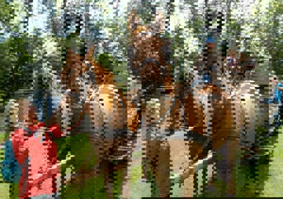 Hestevognskørsel Gæsterne havde mulighed for en tur med  hestevogn i de smukke omgivelser om  festivalpladsen. I pauserne stillede hestene  gerne op til fotografering og anerkendende klap.